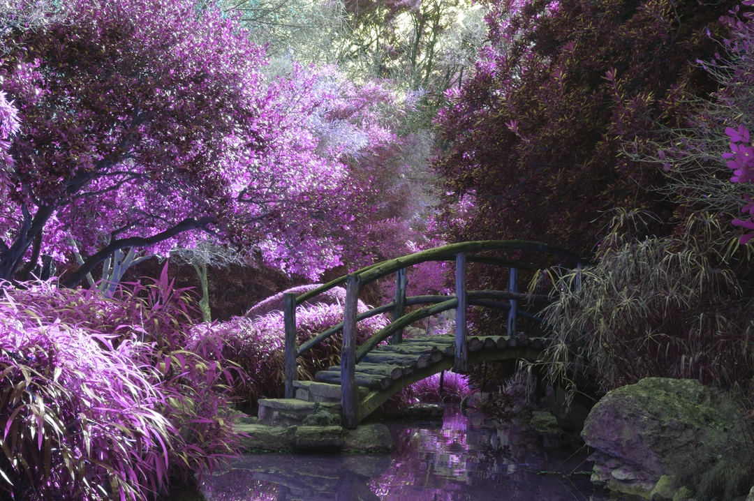 purple garden